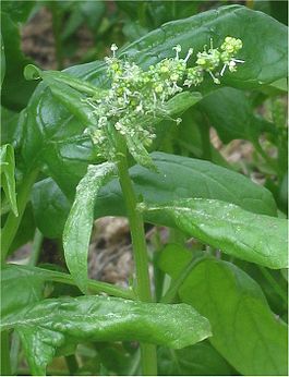 Dirrik ispanağı (Spinacia oleracea)