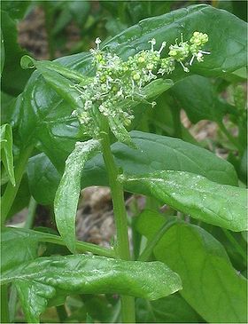 Spinacia oleracea na época de floração.