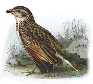 <span class="mw-page-title-main">Botha's lark</span> Species of bird