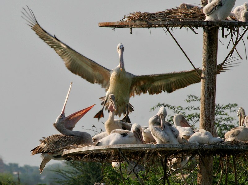 File:Spot-billed Pelican (Pelecanus philippensis) coming with feed W IMG 7275.jpg