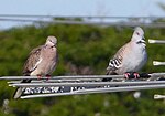 Thumbnail for File:Spotted Dove (Spilopelia chinensis; feral) with Crested Pigeon (Ocyphaps lophotes), Redcliffe, Queensland.jpg