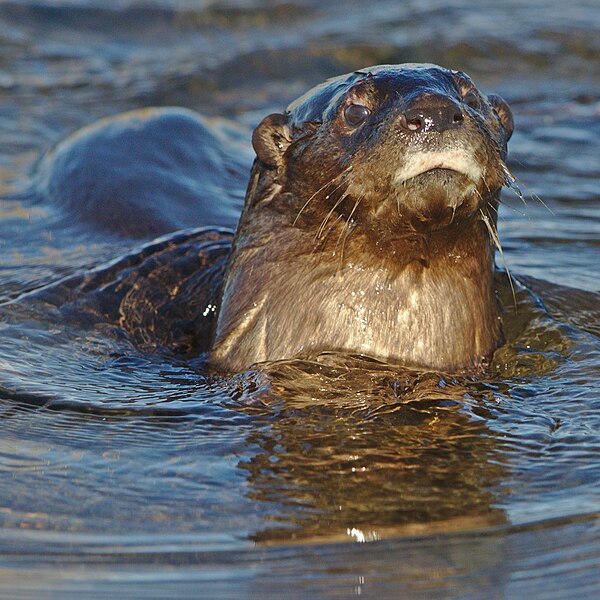 File:Spotted necked otter, Hydrictis maculicollis, at Marievale playing with a plastic bottle like a dog plays with a ball. (27806084687).jpg