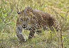 Sri Lankan leopard (Panthera pardus kotiya) at Wilpattu National Park.jpg