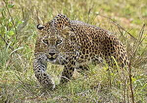 Sri Lankaanse luipaard in het Wilpattu National Park
