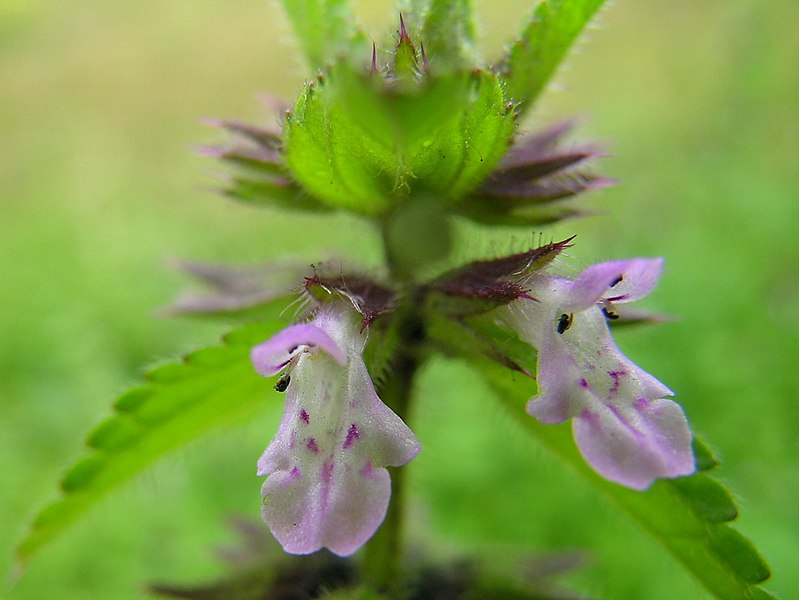 File:Stachys arvensis flower1 (16190577327).jpg