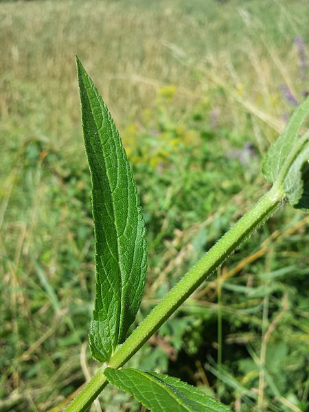 File:Stachys palustris sl4.jpg