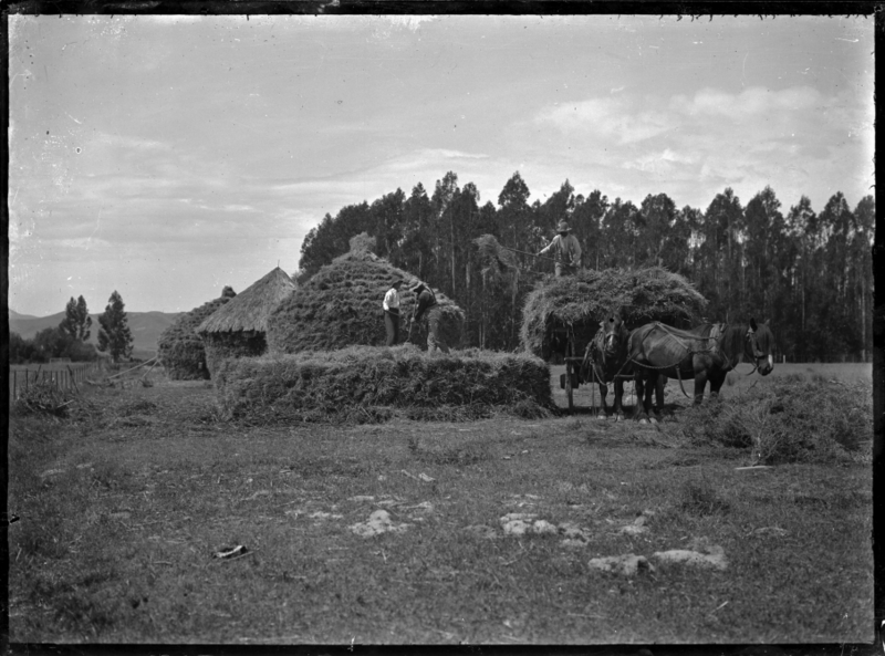 File:Stacking hay into thatched circular haystacks at Mendip Hills sheep farm, Hurunui District. ATLIB 284076.png