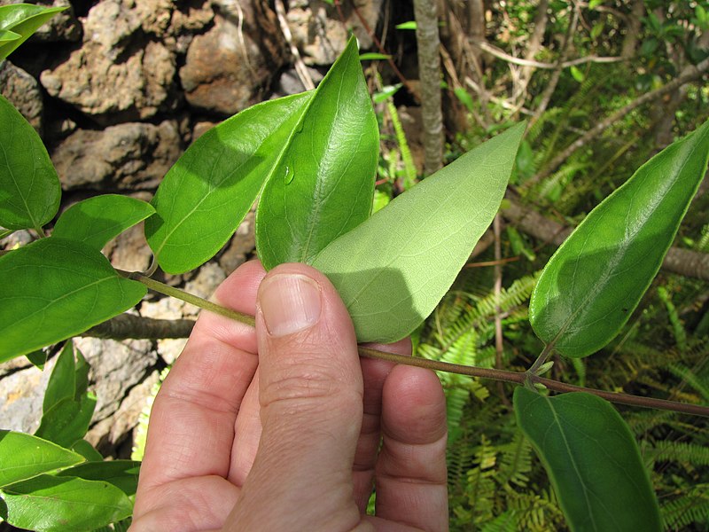 File:Starr-110307-1955-Lonicera japonica-leaves-Kula Botanical Garden-Maui (24446649114).jpg