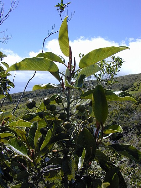 File:Starr 030222-0098 Alphitonia ponderosa.jpg