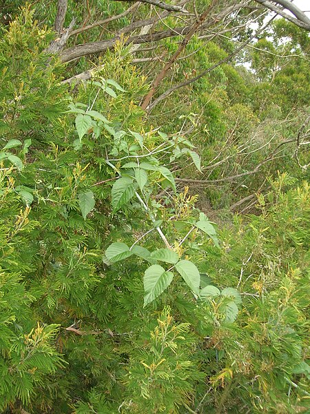 File:Starr 050815-3433 Rubus glaucus.jpg