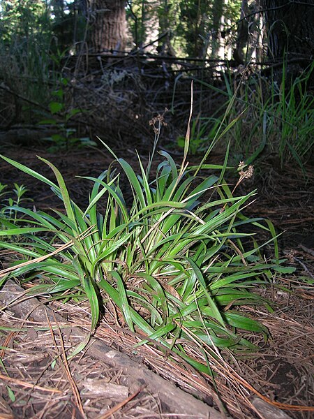 File:Starr 050831-4237 Luzula hawaiiensis.jpg