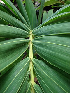 Ptychospermatinae Subtribe of palms