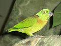 papoušík zelenohlavý (exponát v muzeu)