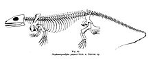 A 1905 skeletal reconstruction of Stephanospondylus based partly on material from Onchiodon. Stephanospondylus Stappenbeck.jpg