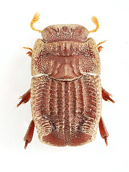 Stereomera pusilla