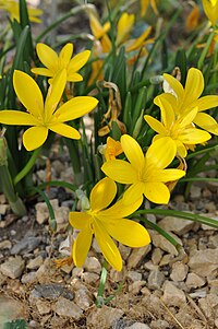 S. lutea, krokuslilja