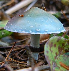 Melsvažalė gleiviabudė (Stropharia aeruginosa)