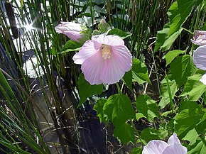 Descrierea imaginii Swamp Rose Mallow.jpg.