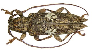 <i>Sybra mediomaculata</i> Species of beetle