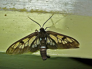 <i>Caeneressa robusta</i> Species of moth