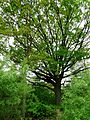 Čeština: Dub v přírodní památce Tábor - Zahrádka u vsi Zahrádka, což je část města Tábor, Jihočeský kraj. English: Oak tree in the natural monument Tábor - Zahrádka near the town of Tábor, South Bohemian Region, Czech Republic.