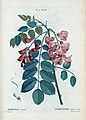 T2 18 Robinia rosea por Pierre-Joseph Redouté.jpeg