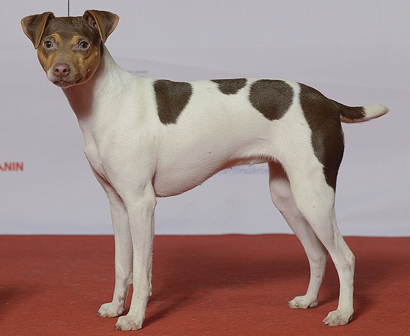 Terrier Brasileiro - Wikimedia Commons