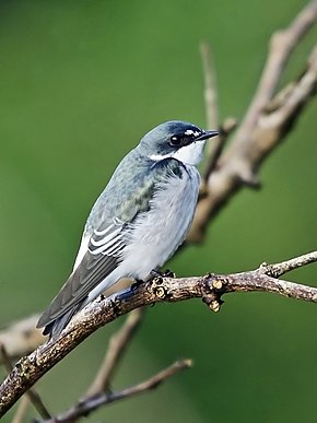 Bu görüntünün açıklaması, aşağıda da yorumlanmıştır