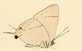 <i>Tajuria diaeus</i> species of insect