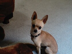 A short haired chihuahua.