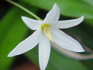 Flower of Talbotia elegans