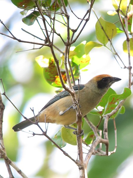 File:Tangara cayana Tangara Triguera Burnished-buff Tanager (15792282823).jpg