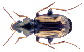<i>Tetragonoderus</i> Genus of beetles