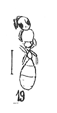 Tetraponera klebsi Wheeler 1937 N. Théobald éch. R509 x3 p.199 Pl. XIII Insectes du Sannoisien de Kleinkembs.