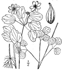 Thalictrum thalictroides (L.) Eames & B. Boivin Rue anemone.tiff