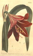 "[ 453 ] Amaryllis Reginæ. Mexican Lily."