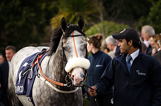 The Grey Gatsby at Leopardstown The Grey Gatsby (15042084089) (2).jpg