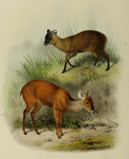 The deer of all lands (1898) Ecuador pudu & Central American brocket.png