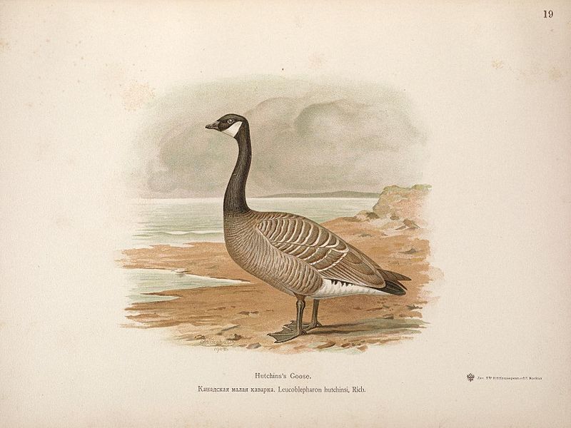 File:The geese of Europe and Asia (Plate 19) (7152358999).jpg