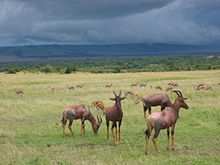 Group of topi The most socially advanced of the ungulates.jpg
