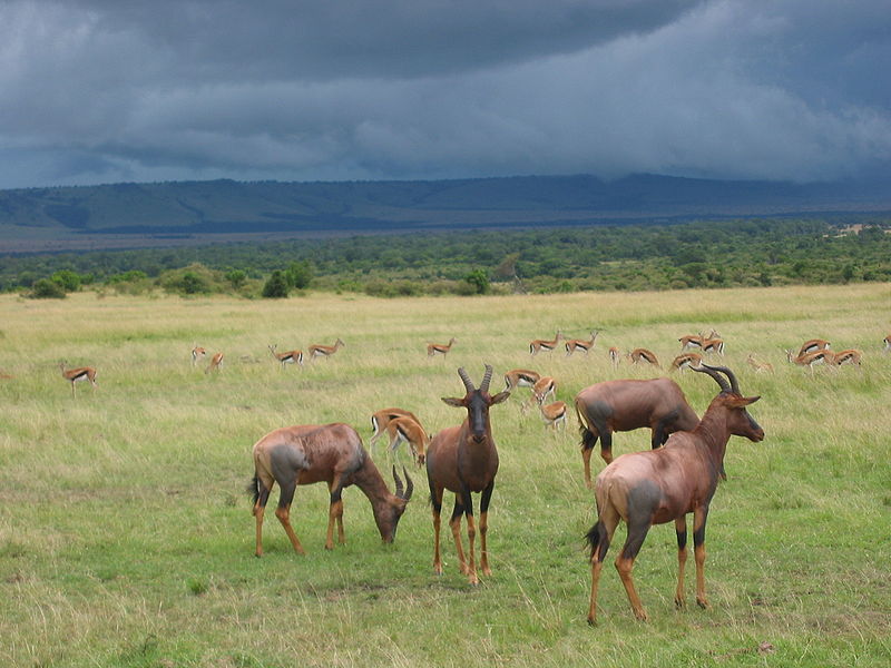 File:The most socially advanced of the ungulates.jpg