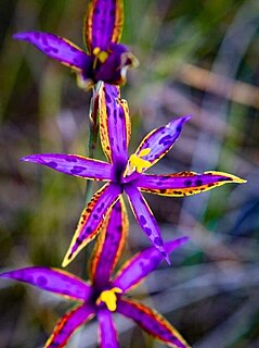 <i>Thelymitra speciosa</i> Species of orchid