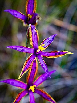 Thelymitra speciosa flower.jpg