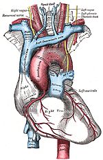 Vignette pour Artère pulmonaire