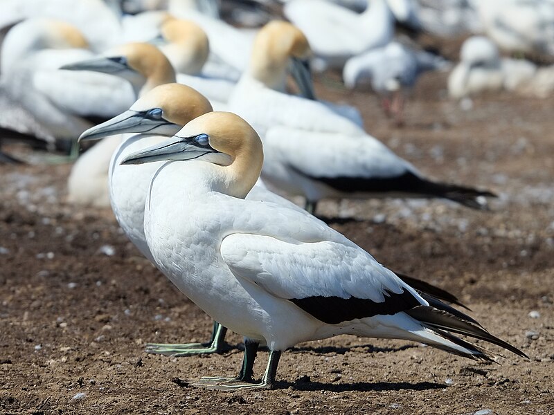 File:Three gannets sleeping.jpg