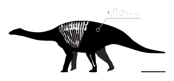 Thyreosaurus Skeletal.svg