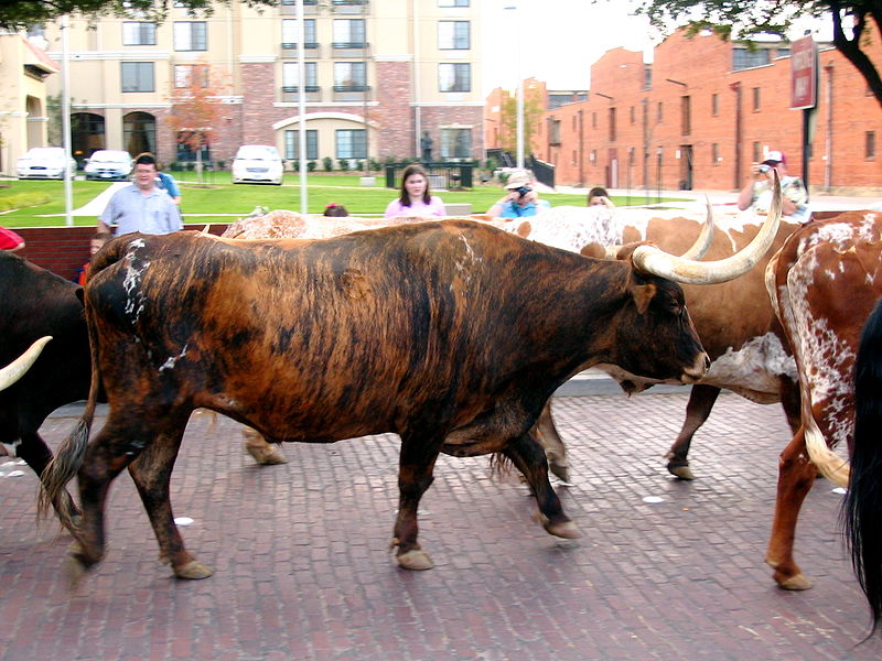 File:Tiger striped longhorn.jpg