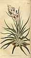 Tillandsia stricta Illustration in: Curtis's botanical magazine vol. 37, pl. 1529 (1813)