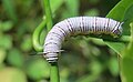 Tirumala limniace Cramer, 1775 – Blue Tiger caterpillar at Kannavam RF (3).jpg