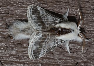 <i>Tolype velleda</i> Species of moth